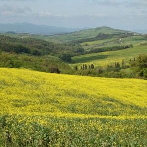 Colline e campagna toscana