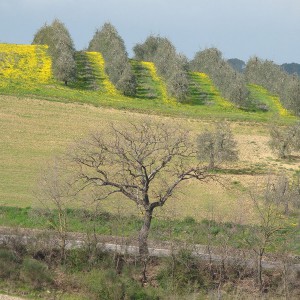 Colline e campagna toscana