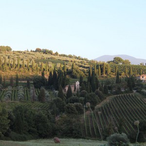 Campagna senese, cipressi e viti